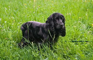 英國可卡犬怎么洗澡 英國可卡犬洗澡方法