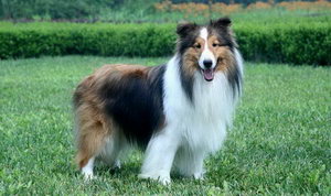 喜樂蒂怎么護理 喜樂蒂牧羊犬日常護理方法