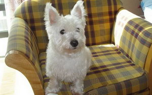 西高地白梗怎么梳毛 西高地白梗日常梳毛注意要點