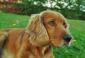 美國可卡犬怎么洗澡 美國可卡犬洗澡流程