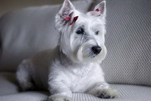 西高地白梗怎么護理 西高地白梗日常護理注意事項