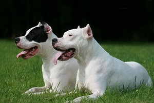 杜高犬幼犬怎么養 杜高犬幼犬飼養注意事項