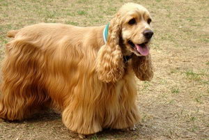 美國可卡犬怎么美容 美國可卡犬美容方法