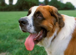 圣伯納犬怎么美容 圣伯納犬美容方法