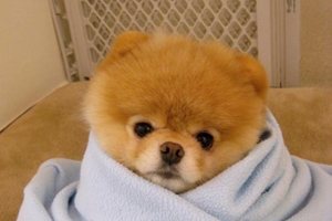 小狗生產后注意事項