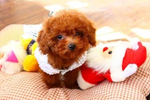 泰迪產后吃什么