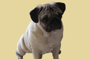 巴哥什么時候才能配種