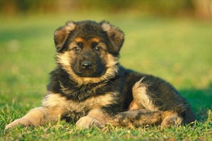 狗狗要生了怎么弄