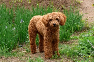 貴賓要生前什么癥狀