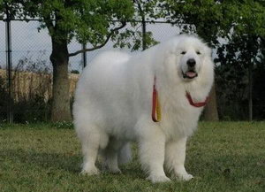 大白熊犬怎么洗澡 大白熊犬洗澡方法