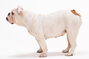 狗狗生產的癥狀有哪些