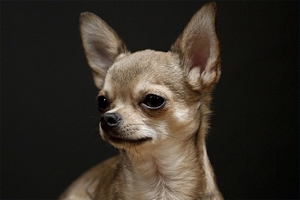 吉娃娃生產前兆是什么