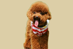 泰迪生產后吃什么