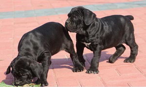 卡斯羅幼犬一天喂幾次 卡斯羅幼犬喂養(yǎng)心得