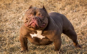 美國惡霸犬多久洗一次澡 美國惡霸犬什么時(shí)候不能洗澡