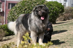 高加索犬毛發怎么打理 高加索犬毛發護理方法