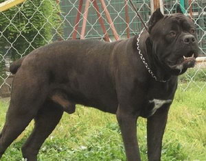 卡斯羅犬怎么美容 卡斯羅犬美容方法