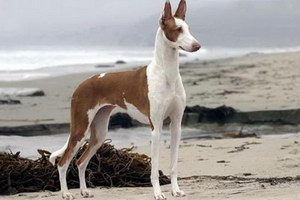 伊比贊獵犬發燒怎么解決 伊比贊獵犬發燒處理方案