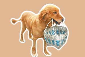 訓(xùn)練金毛叼籃子怎么做