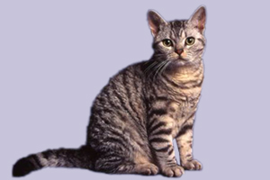 美國硬毛貓特征有哪些