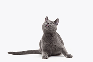 俄羅斯藍貓性格怎么樣