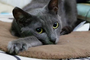 俄羅斯藍貓的特點有哪些