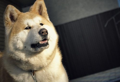 秋田犬幼犬怎么喂食 小秋田犬喂食推薦