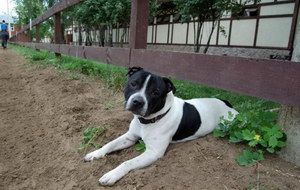 斯塔福郡斗牛梗拉肚子怎么治 斯塔福郡斗牛梗拉稀治療方法