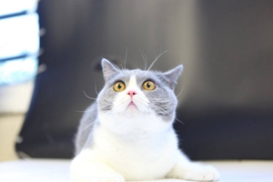 英國短毛貓和美國短毛貓的區別有哪些