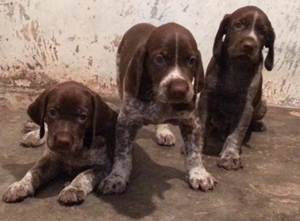 德國短毛波音達異食癖怎么治療 異食癖治療方法