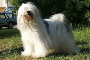 西藏梗嘔吐怎么辦 西藏梗嘔吐治療方法