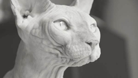 彼得禿貓和斯芬克斯有什么區別