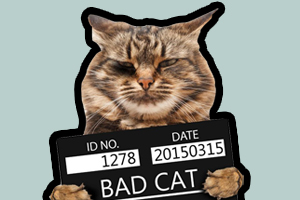 領養貓需要什么條件