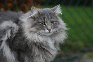 挪威森林貓性格怎么樣