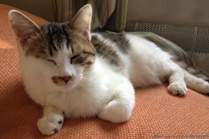 領(lǐng)養(yǎng)貓咪注意事項(xiàng)