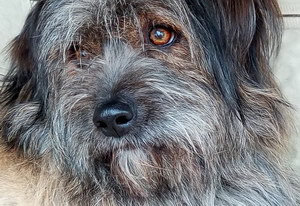 西藏梗拉肚子怎么處理 西藏梗拉稀治療方法