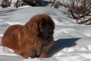 蘭波格犬怎么養 蘭波格犬喂養方法