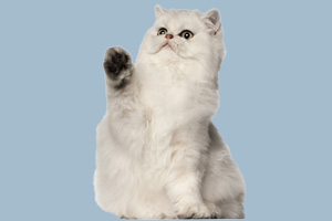 波斯貓的特點有哪些