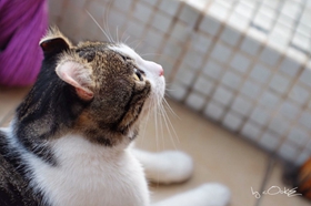 美國(guó)卷耳貓脾氣怎么樣 卷耳貓性格介紹