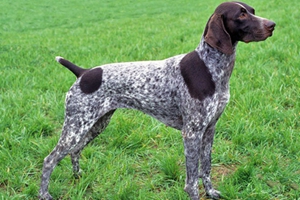 德國短毛波音達嘔吐怎么回事 嘔吐原因介紹