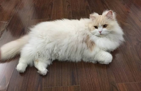 英國(guó)長(zhǎng)毛貓價(jià)格多少錢(qián) 英國(guó)長(zhǎng)毛貓價(jià)格