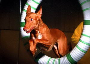 法老王獵犬怎么養 法老王獵犬飼養方法