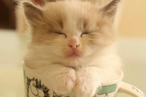 茶杯貓挑選時注意什么