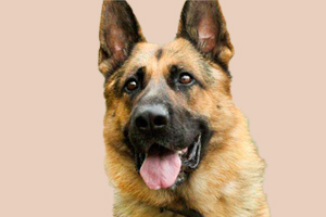 德牧懷孕后要吃什么