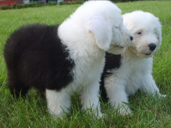 古代牧羊犬怎么養健康 純種古代牧羊犬飼養方法