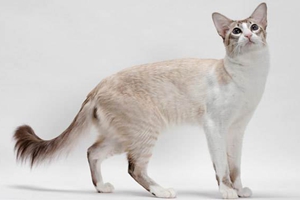 巴厘貓和暹羅貓的區別有哪些