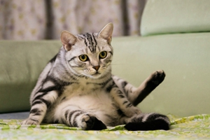 美國短毛貓與中國貍花貓如何區分