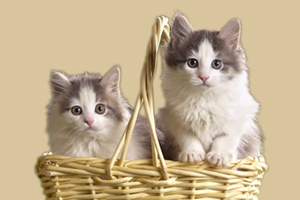 領養貓咪需要注意什么