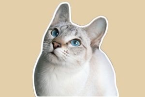 虎斑暹羅貓的性格特點是什么