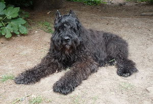 波蘭德斯布比野犬怎么驅蟲 波蘭德斯布比野犬驅蟲方法